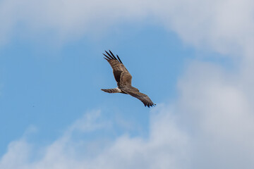 Fototapeta premium Chinese Sparrowhawk soaring in blue sky