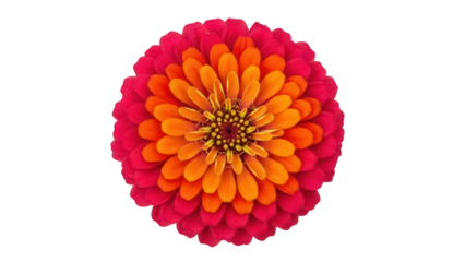 Isolated Zinnia flower with gradient color petals against a plain background viewed from above