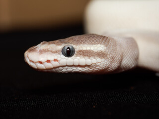 Obraz premium Boa constricteur – Boa constrictor, serpent non venimeux d’Amérique tropicale, en terrarium, portraits et détails