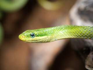 Serpent ratier vert &ndash; Gonyosoma oxycephalum, serpent arboricole non venimeux d&rsquo;Asie du Sud-Est, en terrarium