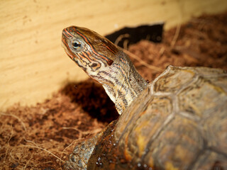 Obraz premium Tortue peinte d’Amérique centrale – Rhinoclemmys pulcherrima manni, tortue terrestre non venimeuse en terrarium