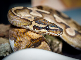 Obraz premium Python royal en terrarium – Python regius, serpent constricteur d’élevage en captivité