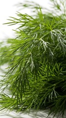 Fototapeta premium Fresh dill sprigs add vibrant flavor to your culinary creations, perfect for adding a touch of summer to any dish or featuring in natural wellness recipes