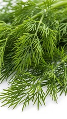 Fototapeta premium Fresh green dill sprigs bring vibrant flavor to your culinary creations, adding a touch of summer to your dishes with its aromatic leaves