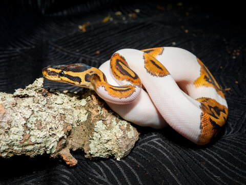 Python royal en terrarium &ndash; Python regius, serpent constricteur d&rsquo;&eacute;levage en captivit&eacute;