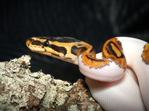 Python royal en terrarium &ndash; Python regius, serpent constricteur d&rsquo;&eacute;levage en captivit&eacute;