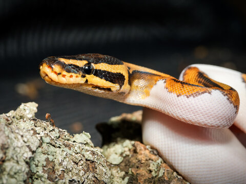 Python royal en terrarium &ndash; Python regius, serpent constricteur d&rsquo;&eacute;levage en captivit&eacute;
