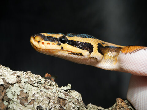 Python royal en terrarium &ndash; Python regius, serpent constricteur d&rsquo;&eacute;levage en captivit&eacute;