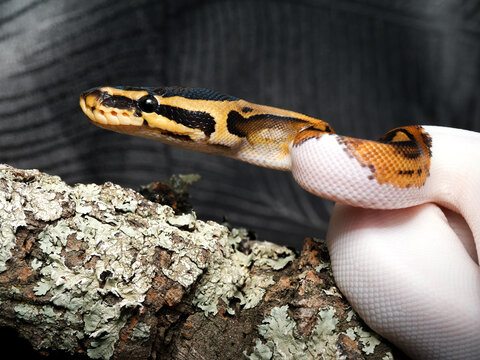 Python royal en terrarium &ndash; Python regius, serpent constricteur d&rsquo;&eacute;levage en captivit&eacute;
