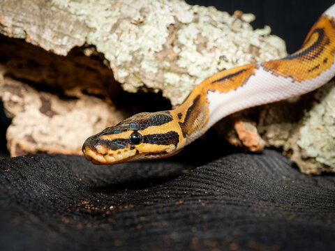 Python royal en terrarium &ndash; Python regius, serpent constricteur d&rsquo;&eacute;levage en captivit&eacute;