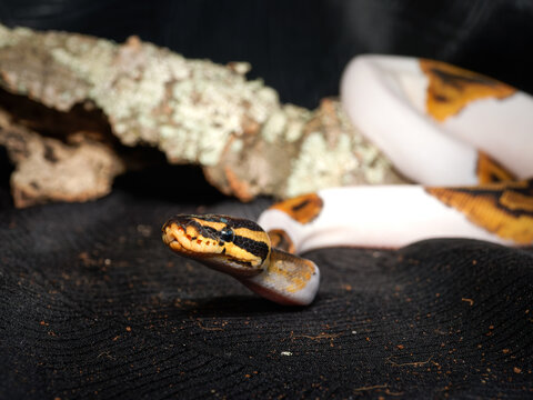 Python royal en terrarium &ndash; Python regius, serpent constricteur d&rsquo;&eacute;levage en captivit&eacute;