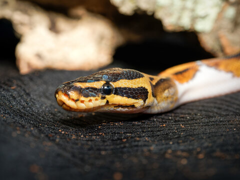 Python royal en terrarium &ndash; Python regius, serpent constricteur d&rsquo;&eacute;levage en captivit&eacute;