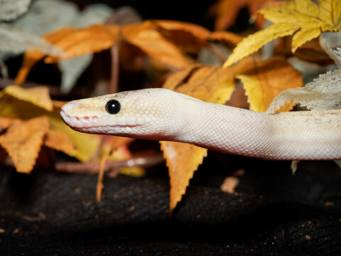 Python royal en terrarium &ndash; Python regius, serpent constricteur d&rsquo;&eacute;levage en captivit&eacute;