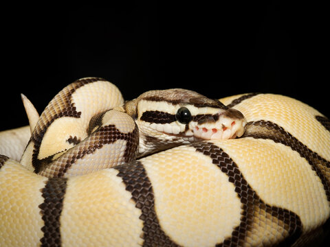 Python royal en terrarium &ndash; Python regius, serpent constricteur d&rsquo;&eacute;levage en captivit&eacute;