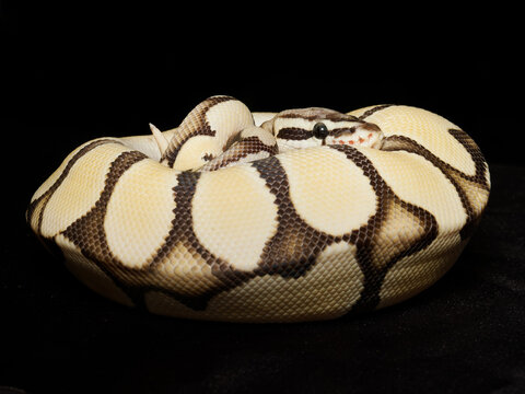 Python royal en terrarium &ndash; Python regius, serpent constricteur d&rsquo;&eacute;levage en captivit&eacute;