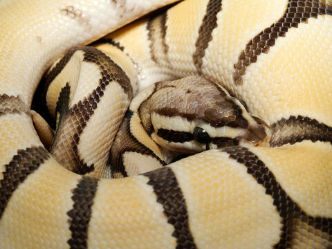 Python royal en terrarium &ndash; Python regius, serpent constricteur d&rsquo;&eacute;levage en captivit&eacute;