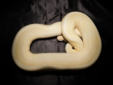Python royal en terrarium &ndash; Python regius, serpent constricteur d&rsquo;&eacute;levage en captivit&eacute;