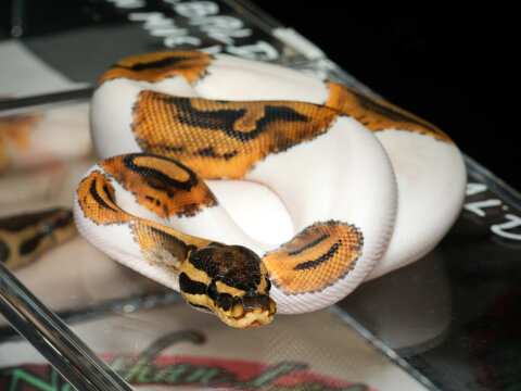 Python royal en terrarium &ndash; Python regius, serpent constricteur d&rsquo;&eacute;levage en captivit&eacute;