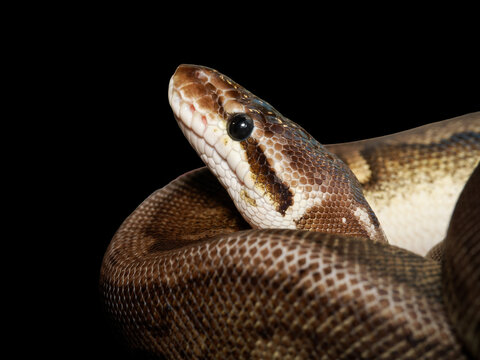 Python royal en terrarium &ndash; Python regius, serpent constricteur d&rsquo;&eacute;levage en captivit&eacute;
