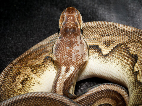 Python royal en terrarium &ndash; Python regius, serpent constricteur d&rsquo;&eacute;levage en captivit&eacute;