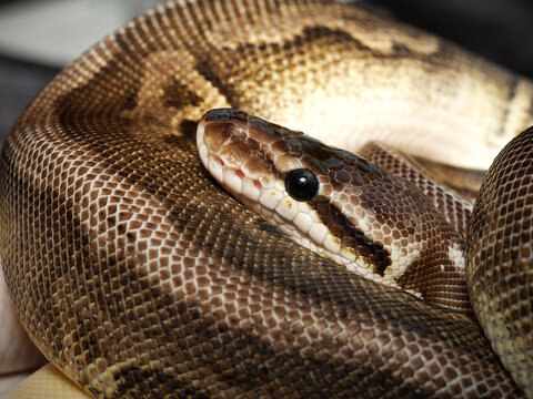 Python royal en terrarium &ndash; Python regius, serpent constricteur d&rsquo;&eacute;levage en captivit&eacute;