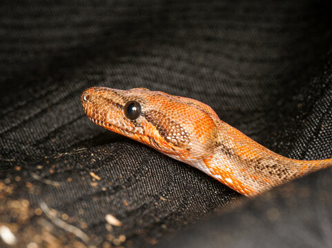 Python royal en terrarium &ndash; Python regius, serpent constricteur d&rsquo;&eacute;levage en captivit&eacute;