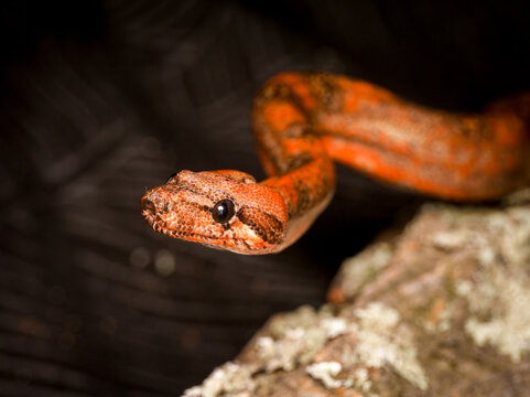Python royal en terrarium &ndash; Python regius, serpent constricteur d&rsquo;&eacute;levage en captivit&eacute;