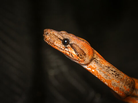 Python royal en terrarium &ndash; Python regius, serpent constricteur d&rsquo;&eacute;levage en captivit&eacute;
