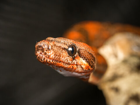 Python royal en terrarium &ndash; Python regius, serpent constricteur d&rsquo;&eacute;levage en captivit&eacute;