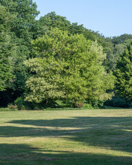 Lush green trees stand tall in a serene park under clear blue skies during a sunny afternoon