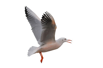 Slender-billed Gull flying isolated on transparent background png file