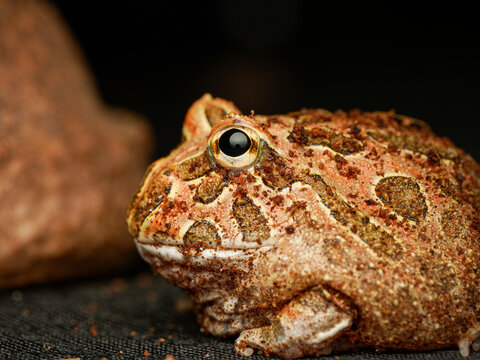 Grenouille cornue de Cranwell en terrarium &ndash; Ceratophrys cranwelli, amphibien tropical d&rsquo;&eacute;levage en captivit&eacute;