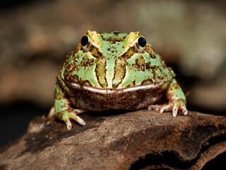 Fototapeta premium Grenouille cornue de Cranwell en terrarium – Ceratophrys cranwelli, amphibien tropical d’élevage en captivité