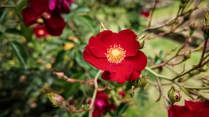 Close-up of a vibrant red rose with yellow center, blooming in a lush green garden with blurred background.