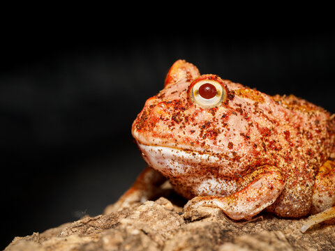 Grenouille cornue de Cranwell en terrarium &ndash; Ceratophrys cranwelli, amphibien tropical d&rsquo;&eacute;levage en captivit&eacute;