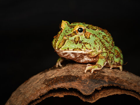 Grenouille cornue de Cranwell en terrarium &ndash; Ceratophrys cranwelli, amphibien tropical d&rsquo;&eacute;levage en captivit&eacute;