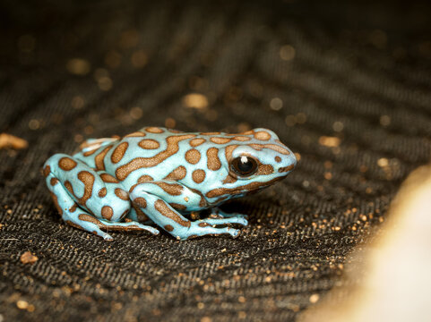 Dendrobate dor&eacute;e en terrarium &ndash; Dendrobates auratus, grenouille poison tropicale d&rsquo;&eacute;levage