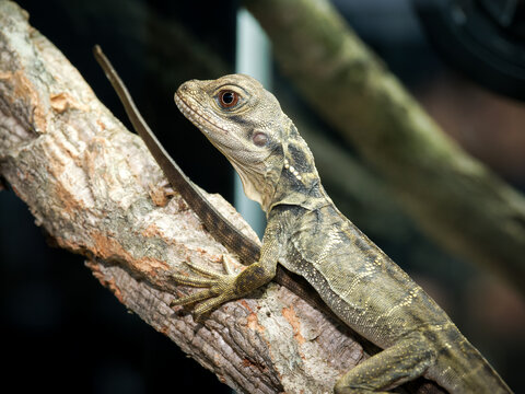 Dragon d&rsquo;eau philippin en terrarium &ndash; Hydrosaurus microlophus, grand l&eacute;zard tropical d&rsquo;&eacute;levage en captivit&eacute;