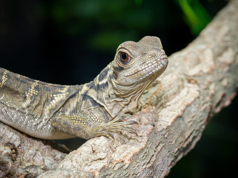 Dragon d&rsquo;eau philippin en terrarium &ndash; Hydrosaurus microlophus, grand l&eacute;zard tropical d&rsquo;&eacute;levage en captivit&eacute;