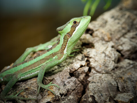 L&eacute;zard dragon &agrave; longues pattes en terrarium &ndash; Laemanctus longipes, reptile tropical d&rsquo;&eacute;levage en captivit&eacute;