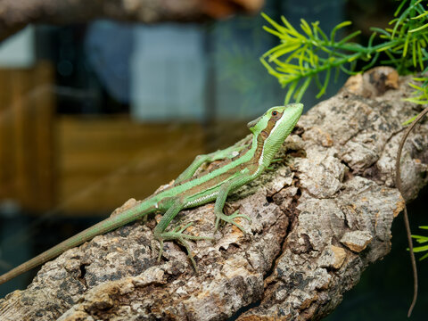 L&eacute;zard dragon &agrave; longues pattes en terrarium &ndash; Laemanctus longipes, reptile tropical d&rsquo;&eacute;levage en captivit&eacute;