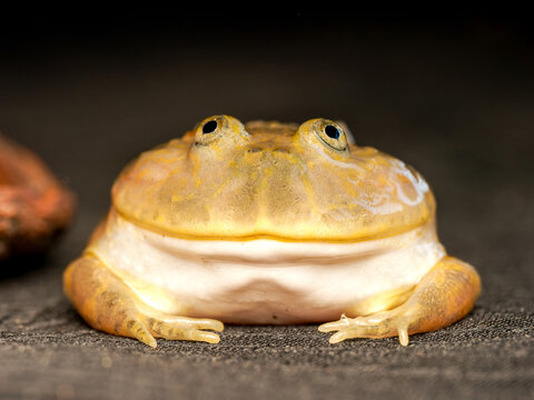 Grenouille de Budgett en terrarium &ndash; Lepidobatrachus laevis, amphibien tropical d&rsquo;&eacute;levage en captivit&eacute;