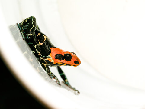 Dendrobate fantastique en terrarium &ndash; Ranitomeya fantastica, grenouille tropicale d&rsquo;&eacute;levage en captivit&eacute;