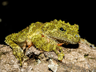 Rainette mousse du Viêt Nam en terrarium – Theloderma corticale, amphibien tropical d’élevage en captivité