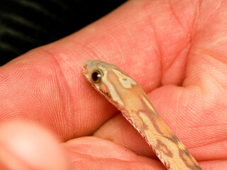 Fototapeta premium Bébé serpent des blés en terrarium – Pantherophis guttatus juvénile, reptile d’élevage en captivité