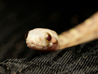 Fototapeta premium Bébé serpent des blés en terrarium – Pantherophis guttatus juvénile, reptile d’élevage en captivité
