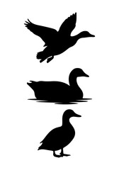 Obraz premium Wild duck fly vector, duck animal silhouette, duck art, duck vector design, duck silhouette isolated on white