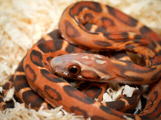 Fototapeta premium Bébé serpent des blés en terrarium – Pantherophis guttatus juvénile, reptile d’élevage en captivité