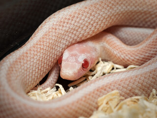 Bébé serpent des blés en terrarium – Pantherophis guttatus juvénile, reptile d’élevage en captivité