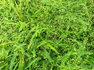 Fresh Green Wild Grass with Tiny Flowers Natural Background